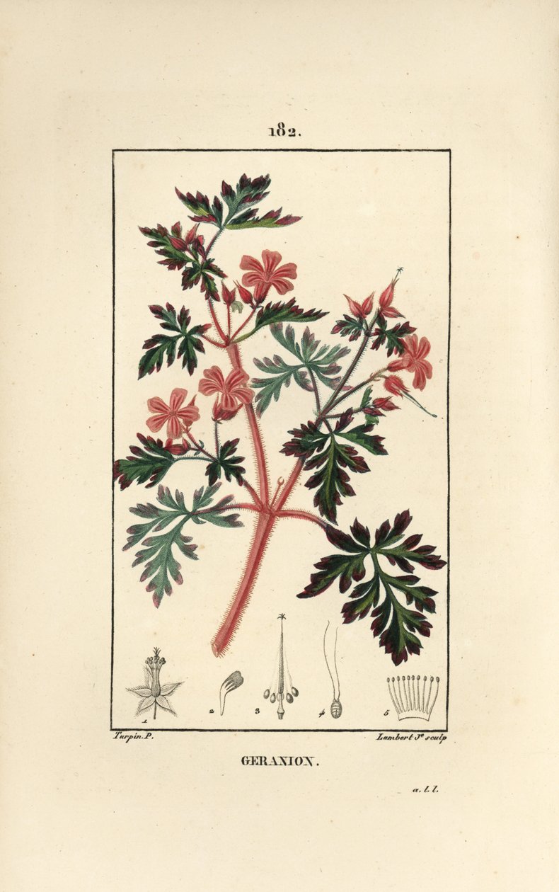 Sardunya otu ve Robert - Hert Robert, Sardunya robertianum. Chaumeton, Poiret ve Chamberet
