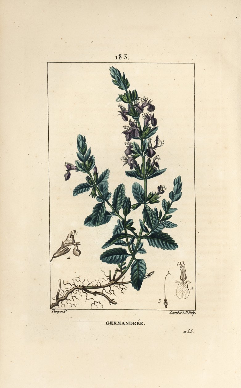 Germandree petit meşe - Germander, Teucrium chamaedrys. Chaumeton, Poiret ve Chamberet