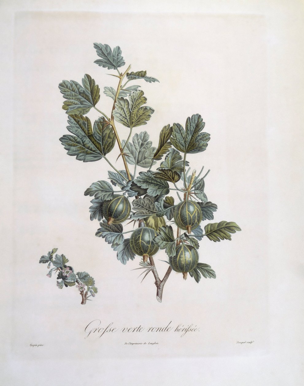 Bektaşi üzümü (Ribes uva-crispa), Henry Louis Duhamel du Monceau, Pierre Jean Francois Turpin tarafından botanik plaka by Pierre Jean Francois Turpin