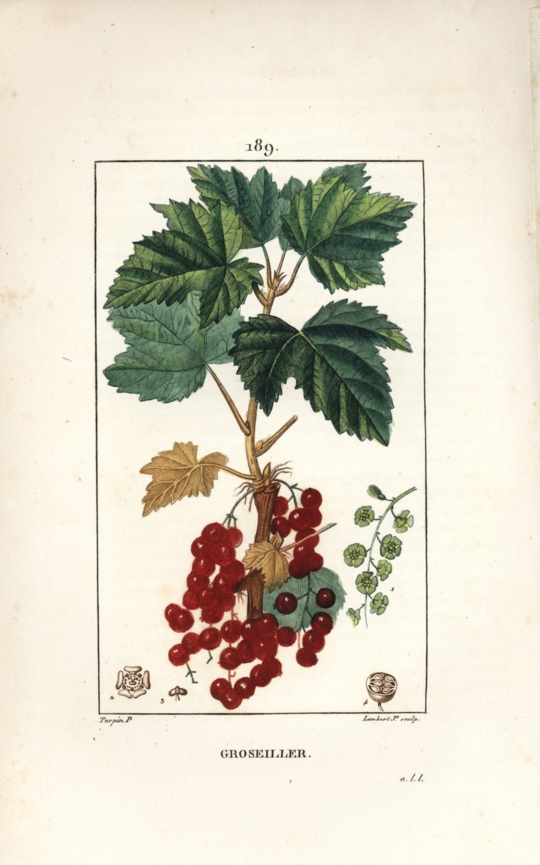 Gooseillier bir demet - Frenk üzümü, Ribes rubrum, yaprak, sap, meyve ve çiçek ile. Chaumeton, Poiret ve Chamberet