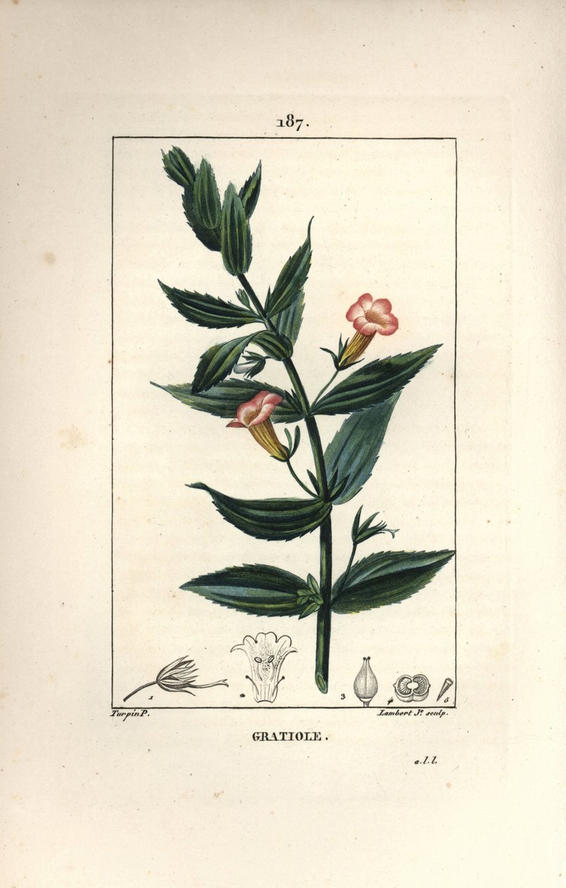 Gratiole officinale veya Grace de dieu, Grace veya fakir adam, Petite digitale - Hedge çördük, Gratiola officinalis. Chaumeton, Poiret ve Chamberet
