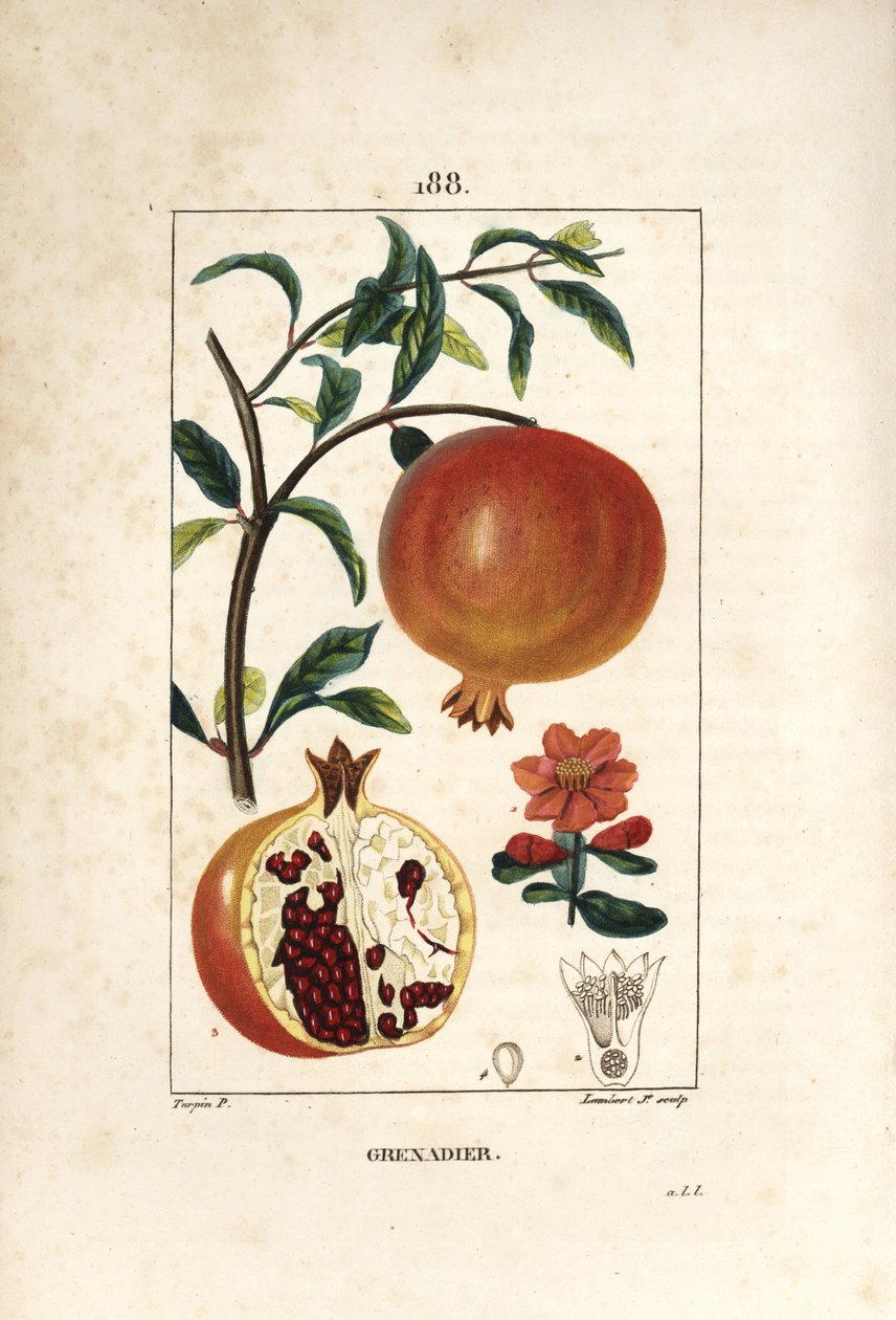 Grenadier - Nar ağacı, Punica granatum, yaprak, çiçek, meyve ve meyve gösteren tohumlar ile bölüm. Chaumeton, Poiret ve Chamberet