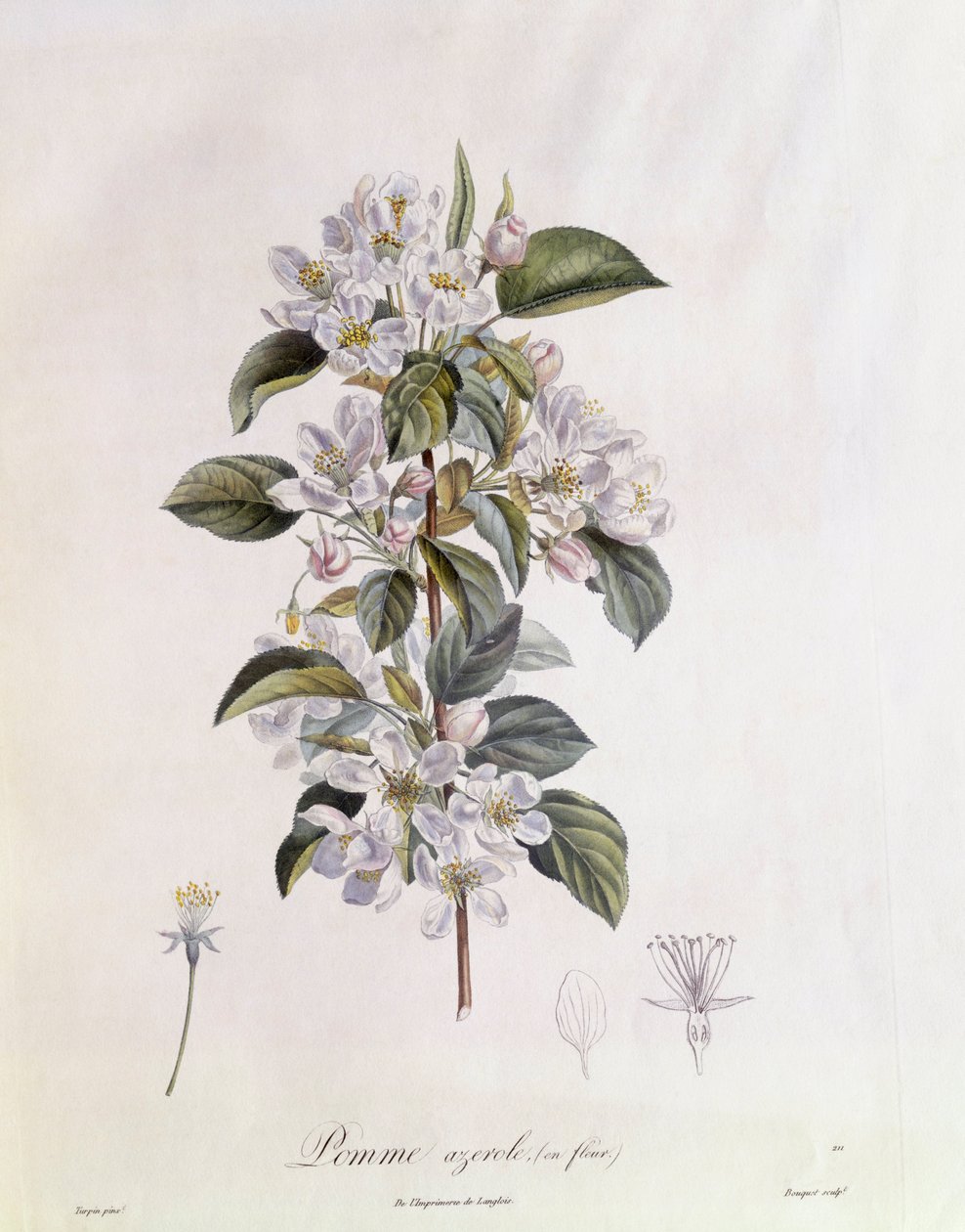 Alıç (Crataegus azarolus) çiçek Henry Louis Duhamel du Monceau, Pierre Jean Francois Turpin tarafından botanik plaka by Pierre Jean Francois Turpin