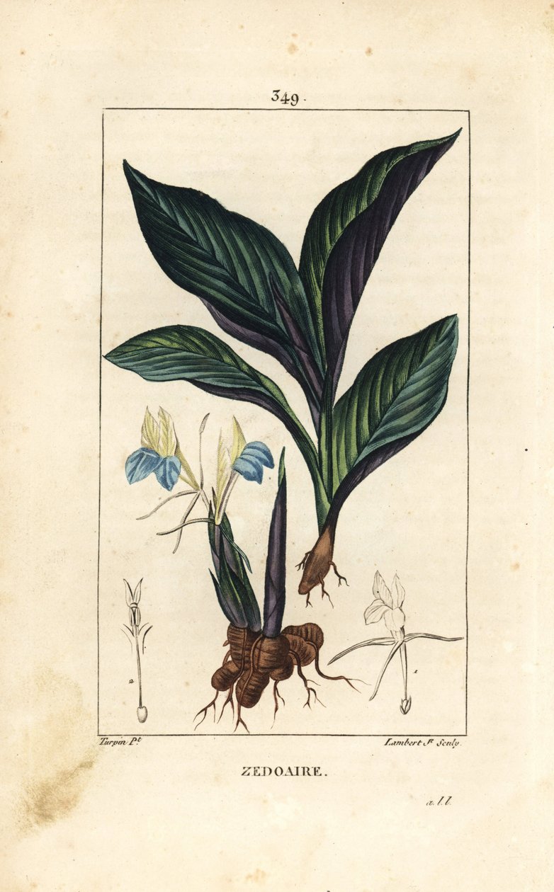 Himalaya Çiğdem - Zedoary, Koempferia rotunda, çiçek, yaprak, gövde ve kök rizomlu. Chaumeton, Poiret ve Chamberet'nin “” La Flore Medicale'sinden Pierre Jean-Francois Turpin'in çiziminden Lambert Junior tarafından elle boyanmış noktalı bakır l by Pierre Jean Francois Turpin
