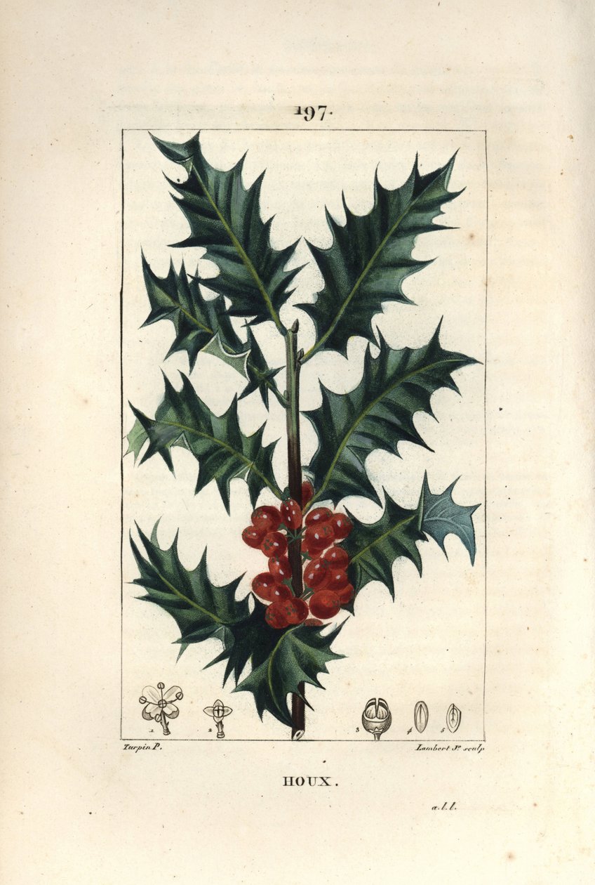 Holly - Holly, Ilex aqualifolium, dikenli yaprakları ve kırmızı meyveleri ile. Chaumeton, Poiret ve Chamberet