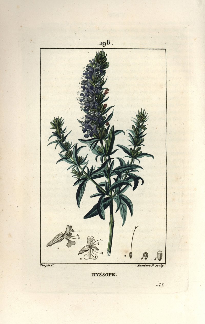 Çördük officinale veya çördük - Çördük, Çördük officinalis. Chaumeton, Poiret ve Chamberet
