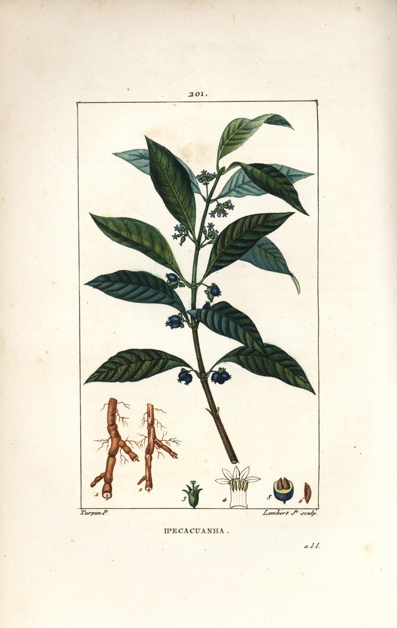 Ipeca veya Ipecacuana - Ipecacuanha, Psychotria emetica, yaprak, çiçek ve kök ile. Chaumeton, Poiret ve Chamberet
