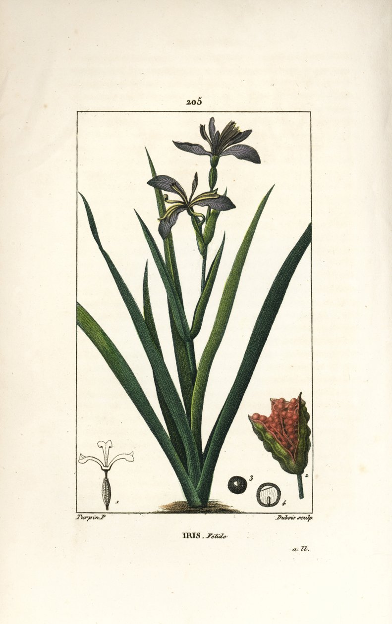 İris fetid veya iris bacağı, kokuşmuş iris - Kokuşmuş iris, İris foetida, çiçek, yaprak ve tohum kabuğu ile. Chaumeton, Poiret ve Chamberet