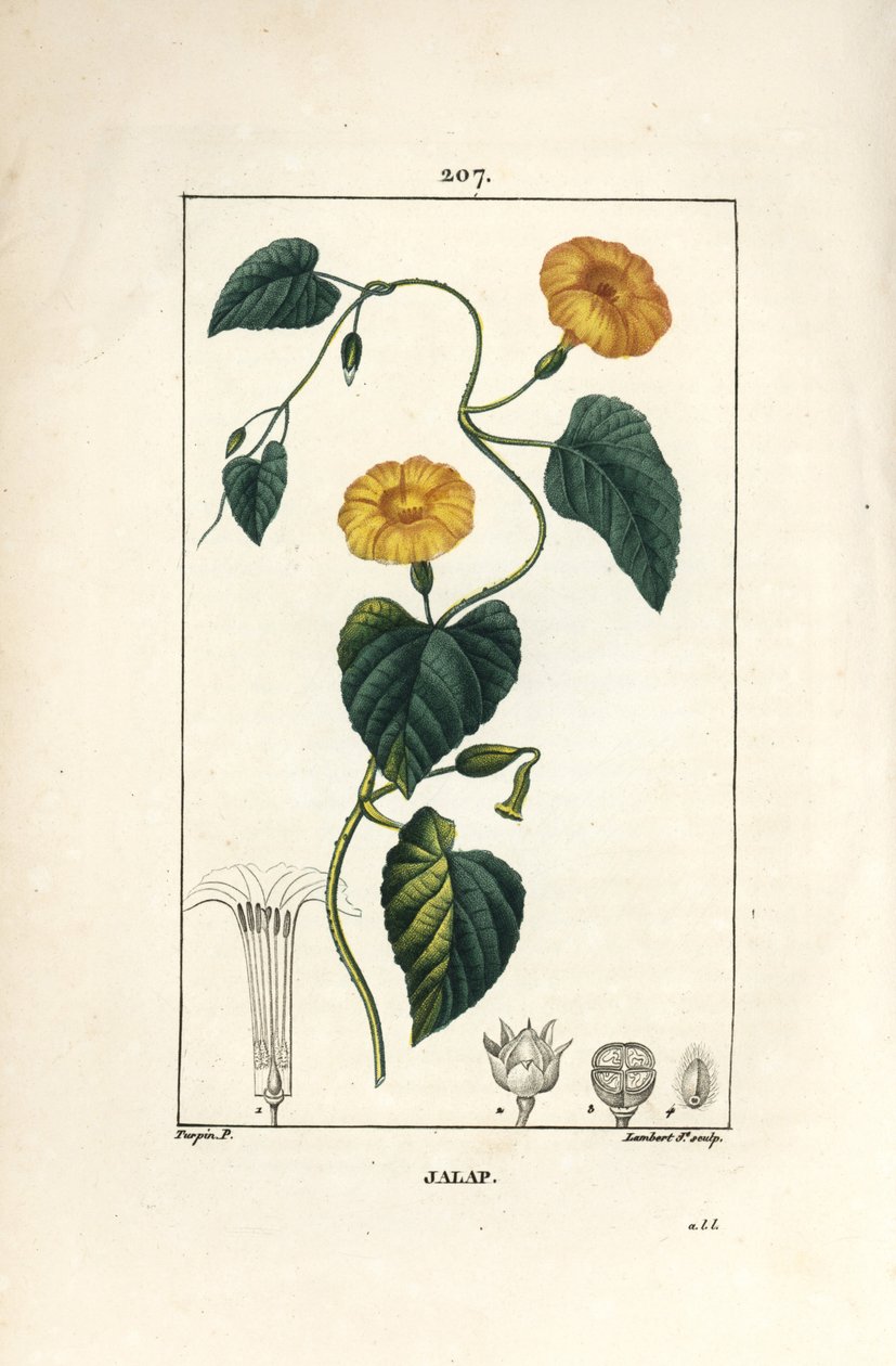Jalap, Convolvulus jalappa. Chaumeton, Poiret ve Chamberet
