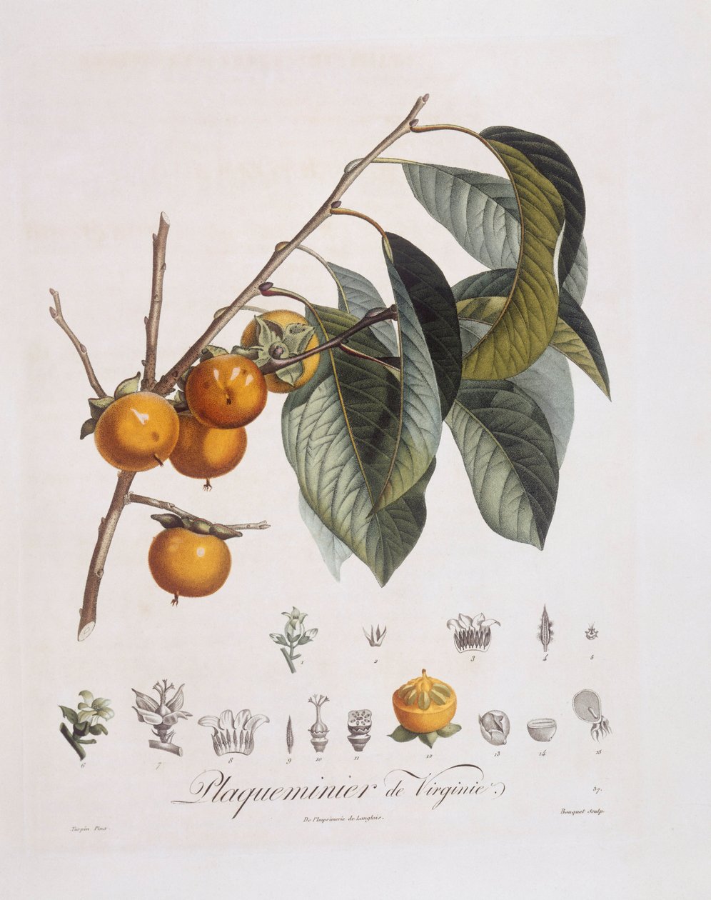 Japon Trabzon hurması veya kaki (Diospyros kaki), Henry Louis Duhamel du Monceau, Pierre Jean Francois Turpin tarafından botanik plaka by Pierre Jean Francois Turpin