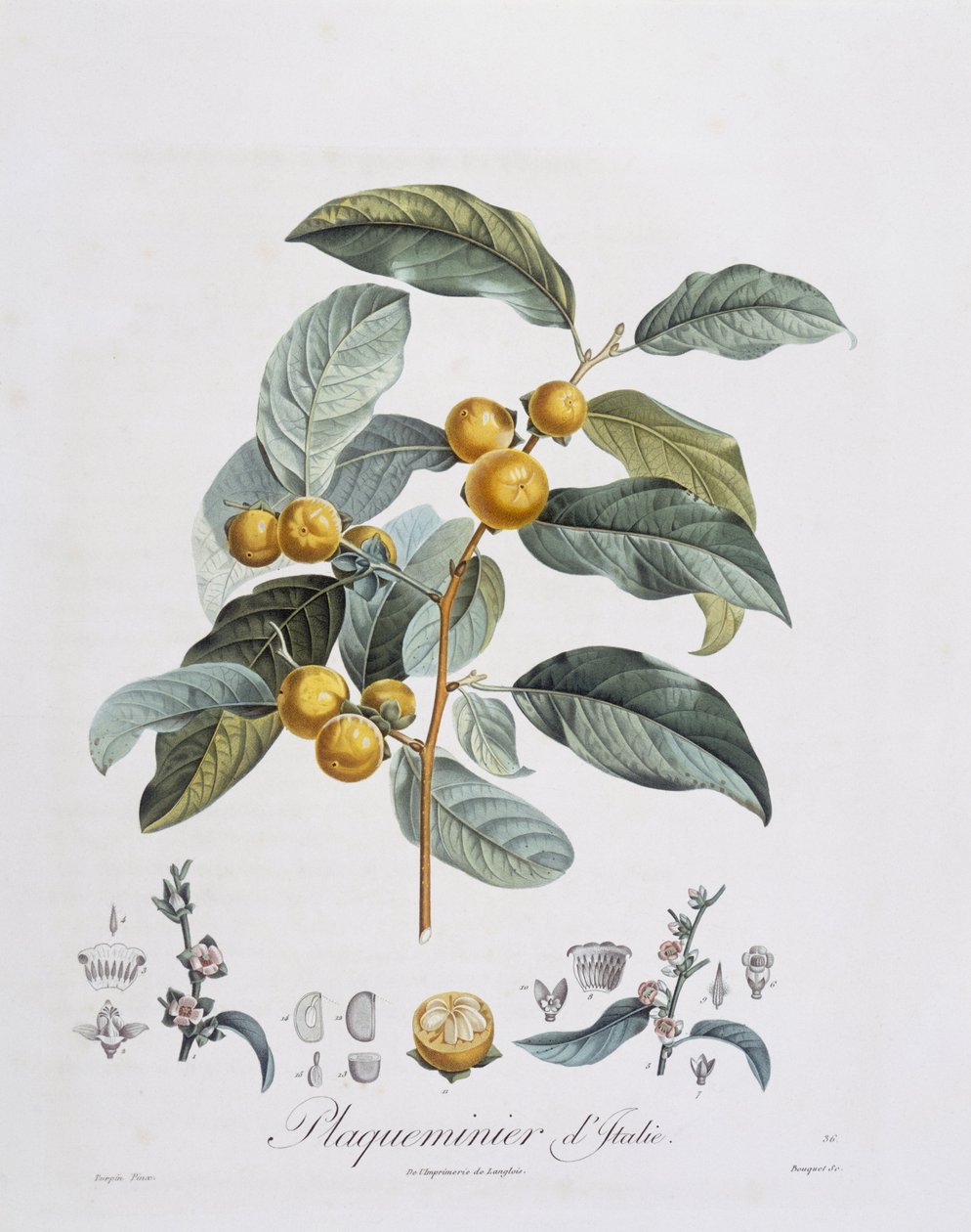 Japon Trabzon hurması veya kaki (Diospyros kaki), Henry Louis Duhamel du Monceau, Pierre Jean Francois Turpin tarafından botanik plaka by Pierre Jean Francois Turpin