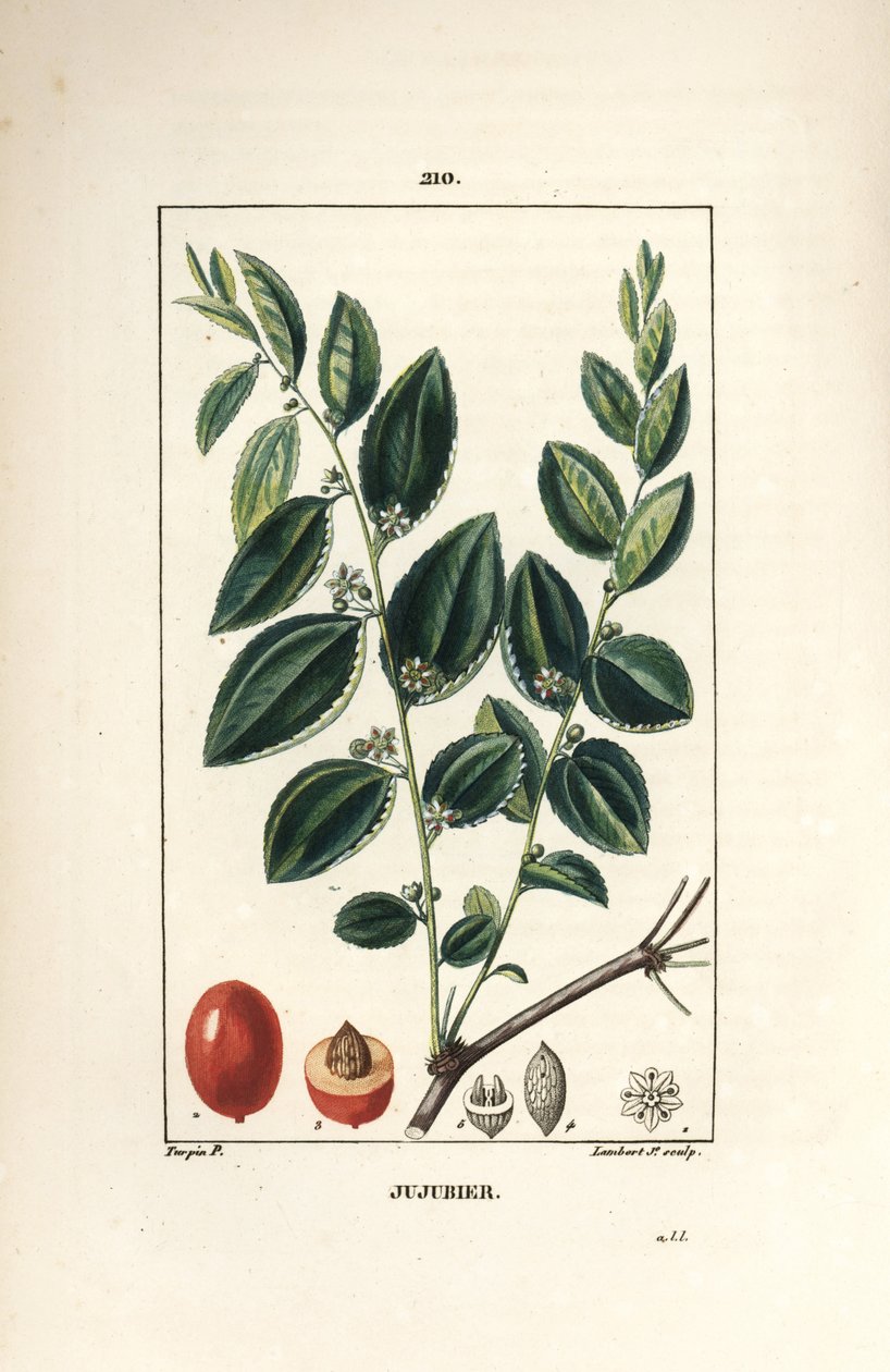 Hünnap tentürü anne - Hünnap ağacı, Rhamnus zizyphus, çiçek, yaprak ve meyve bölümünde. Chaumeton, Poiret ve Chamberet