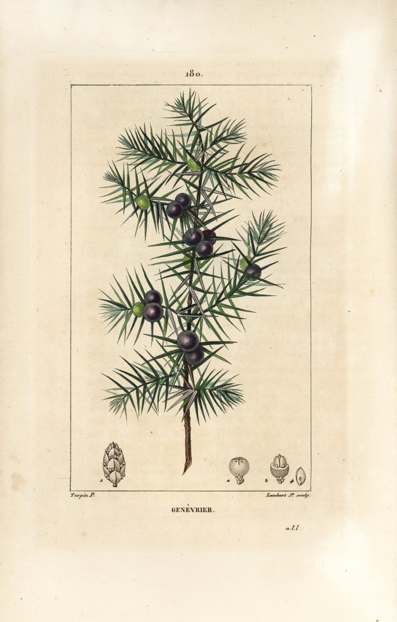 Ardıç ağacı, Juniperus vulgaris, yaprak, meyve ve sap gösteriyor. Chaumeton, Poiret ve Chamberet