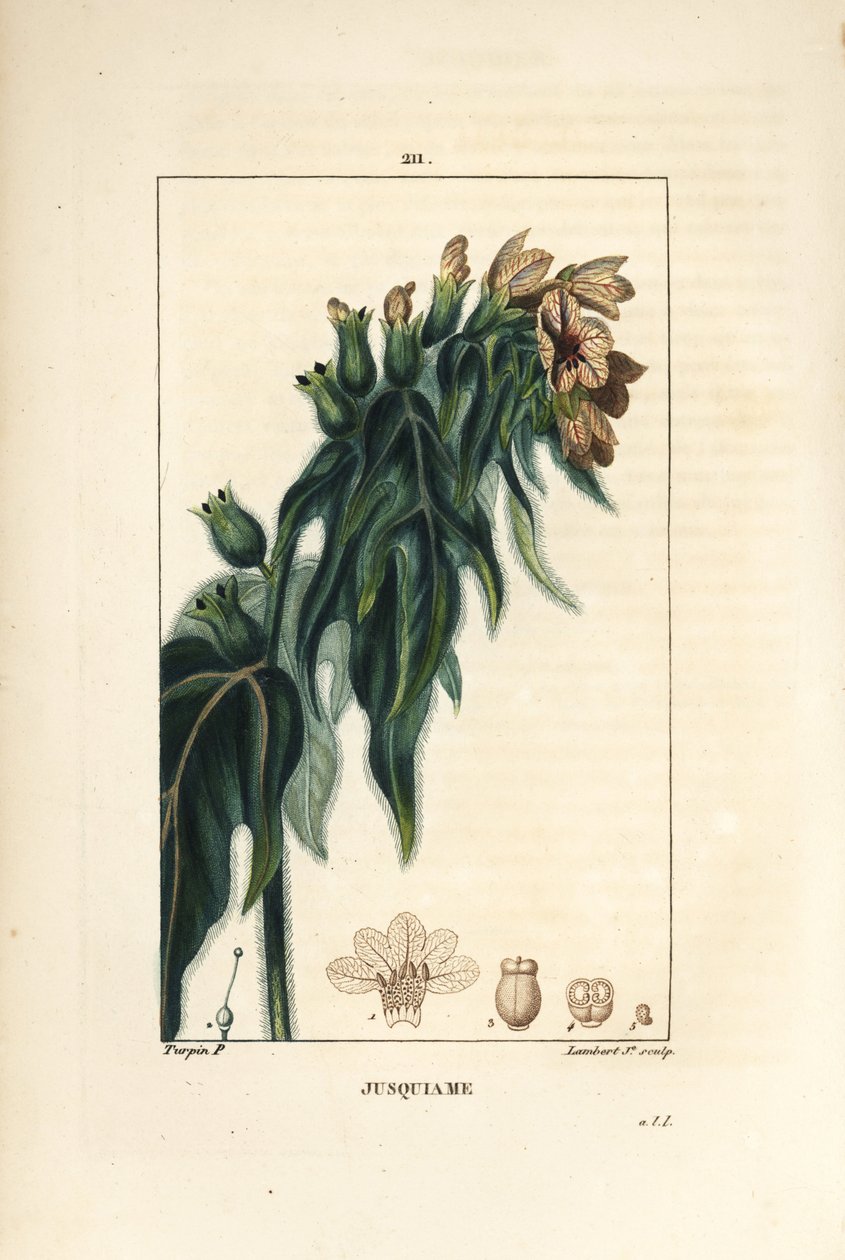 Jusquiame - Zehirli ban, Hyoscyamus vulgaris, çiçek, yaprak ve tohum. Chaumeton, Poiret ve Chamberet