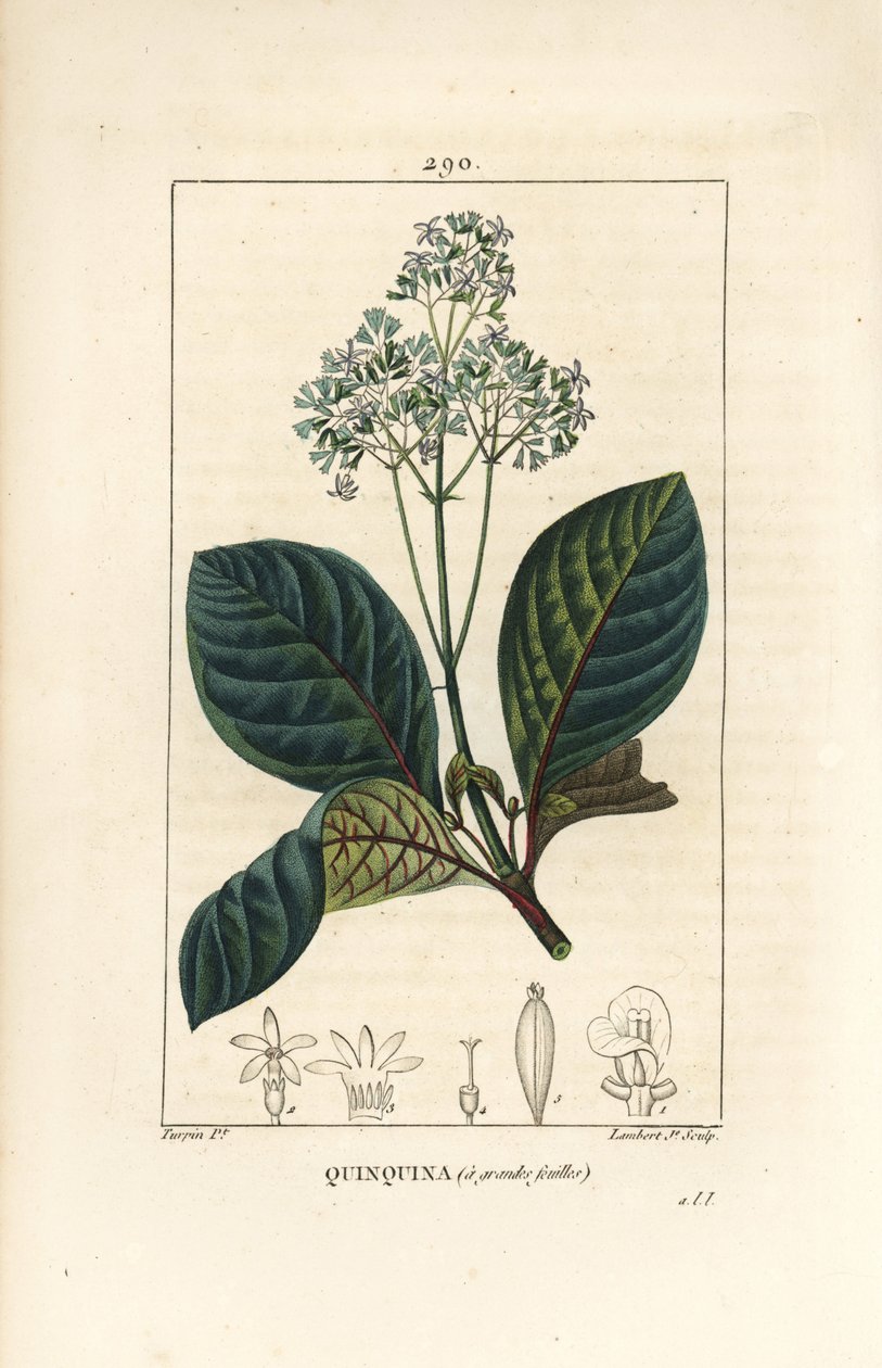 Ladenbergia oblongifolia (Cinchona magnifolia), çiçek, dal, yaprak ve tohum ile. Chaumeton, Poiret ve Chamberet