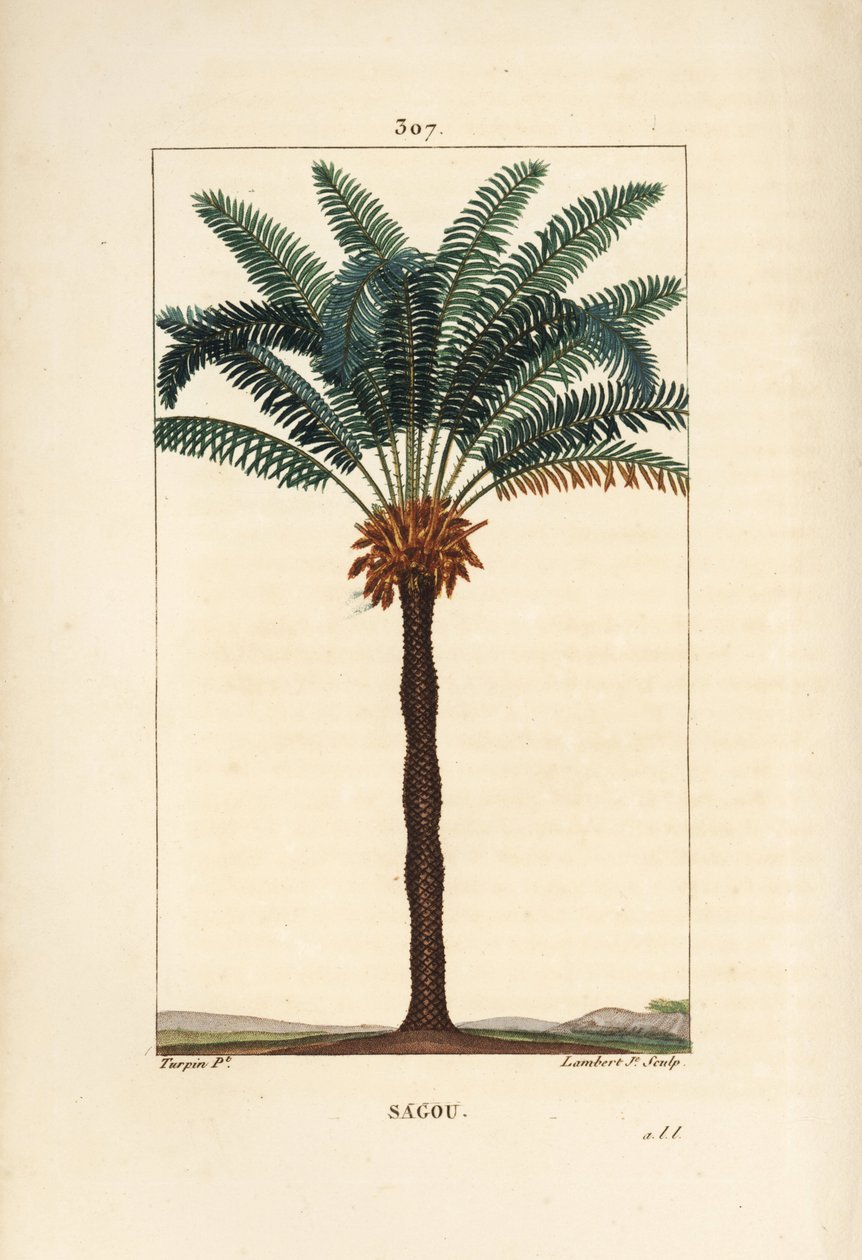 Büyük dal veya büyük sikas - Kraliçe sago, Cycas circinalis, yaprak, tohum ve gövdeyi gösterir. Nesli tükenmekte olan palmiye ağacı. Chaumeton, Poiret ve Chamberet