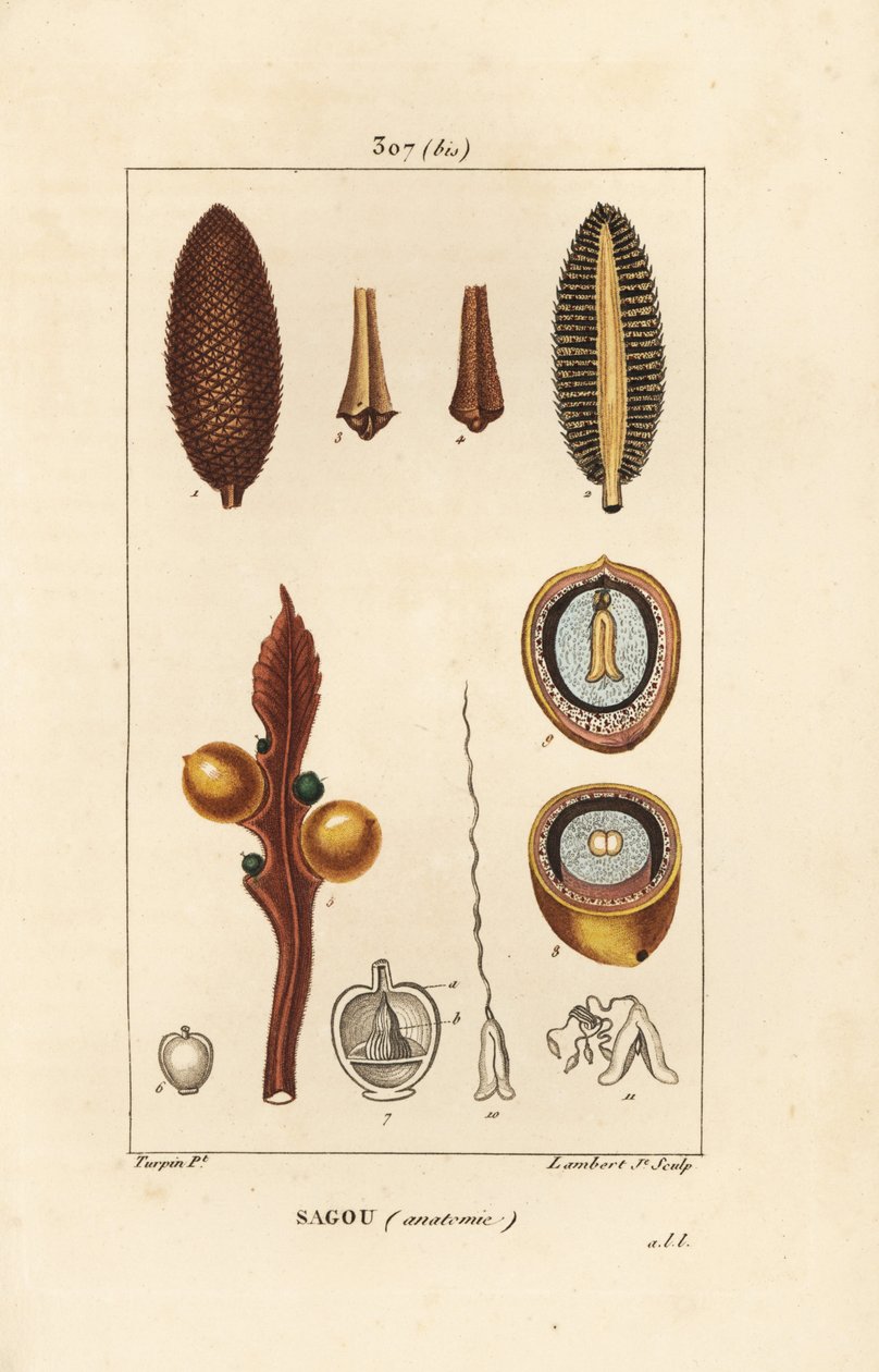 Büyük dal veya büyük sikas tohumları - Kraliçe sago, Cycas circinalis, tohum ve bölüm gösteriyor. Nesli tükenmekte olan. Chaumeton, Poiret ve Chamberet'in “” La'sından Pierre Jean-Francois Turpin'in bir çiziminden Lambert Junior tarafından elle by Pierre Jean Francois Turpin