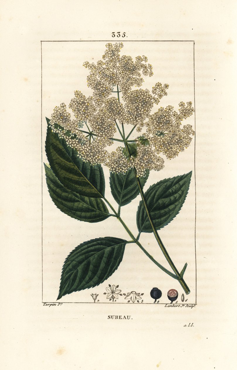Büyük mürver veya kara mürver - Ortak mürver ağacı, Sambucus nigra. Chaumeton, Poiret ve Chamberet'nin “” La Flore Medicale,” Paris, Panck'ten Pierre Jean-Francois Turpin'in çiziminden Lambert Junior tarafından elle boyanmış noktalı bakır levha by Pierre Jean Francois Turpin
