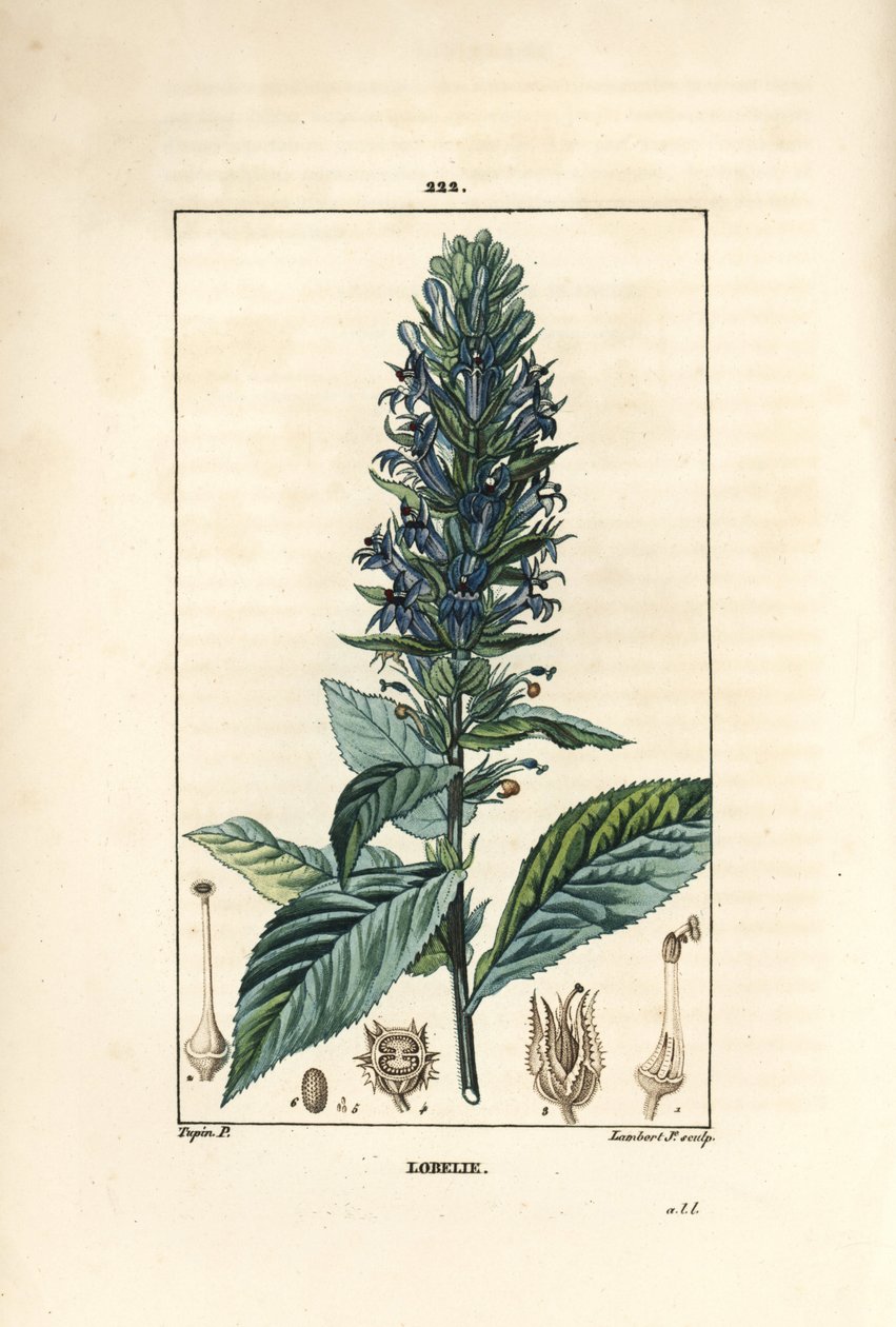 Büyük lobelia veya sifilitik lobelia - Mavi kardinal çiçeği, Lobelia syphilitica. Chaumeton, Poiret ve Chamberet