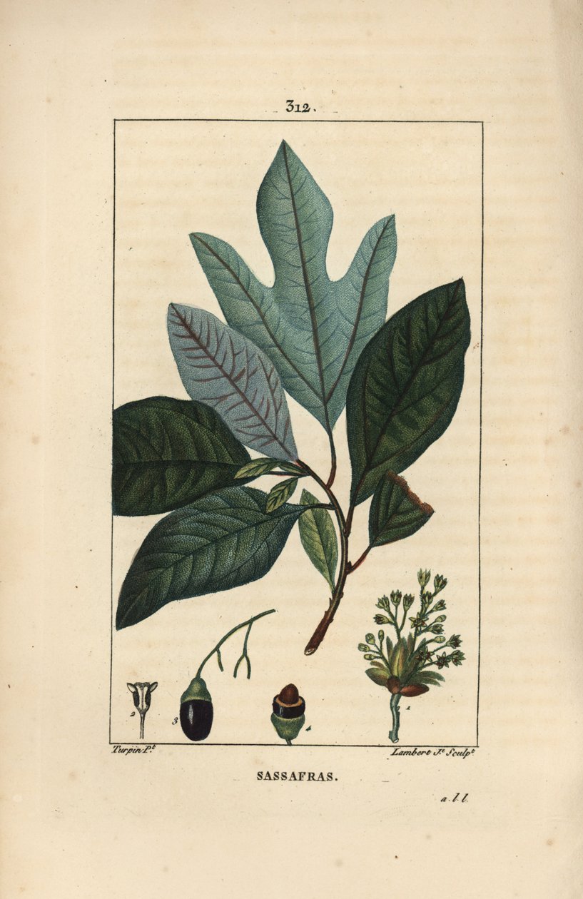 Laurier des Iroquois - Beyaz sassafras ağacı, çiçek, yaprak, meyve ve tohum ile Sassafras albidum. Chaumeton, Poiret ve Chamberet