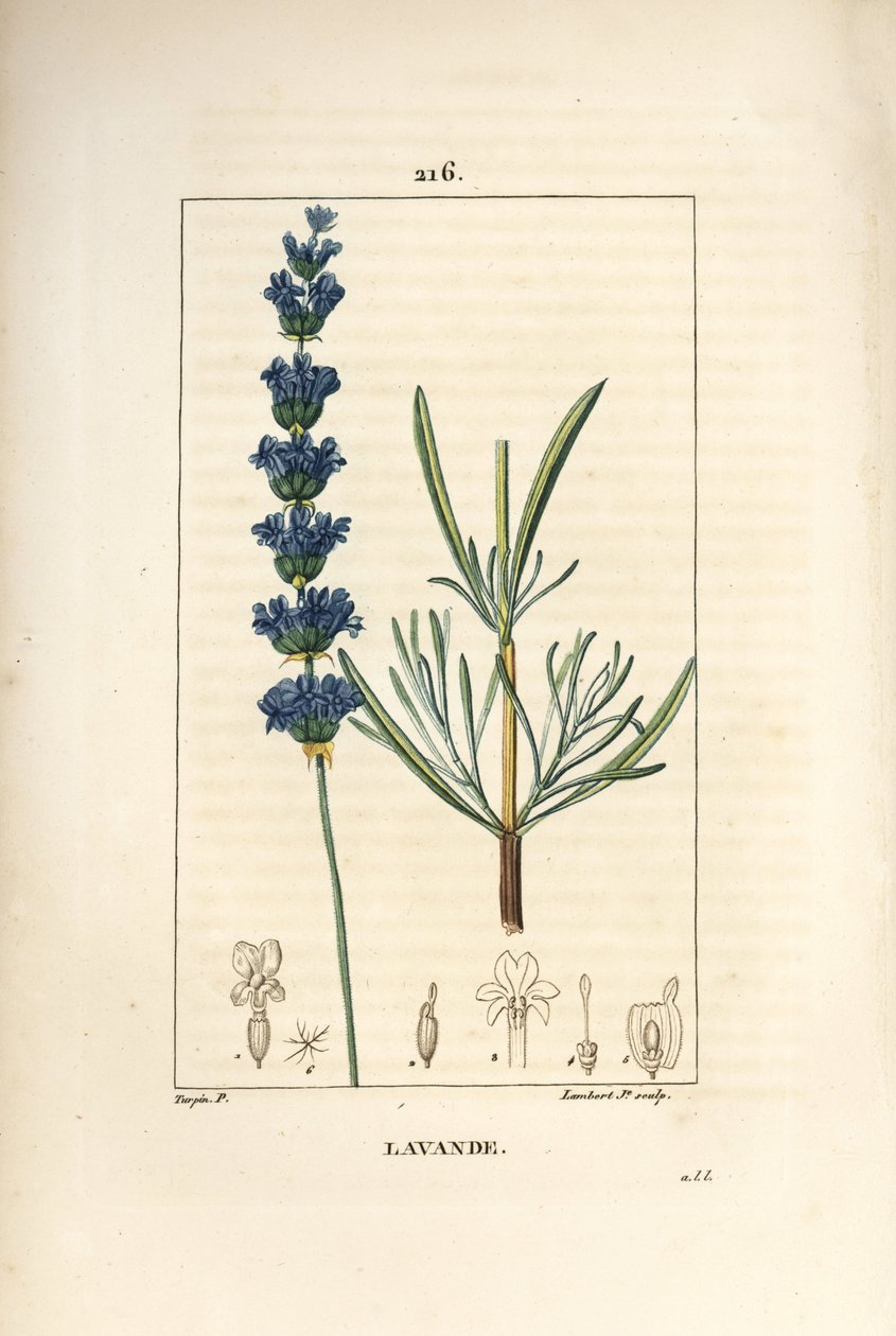 Lavanta jölesi - Lavanta, Lavendula spica. Chaumeton, Poiret ve Chamberet
