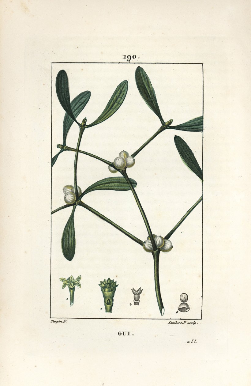 Yapraklı ökseotu - Ökseotu, Vissperm albümü. Chaumeton, Poiret ve Chamberet