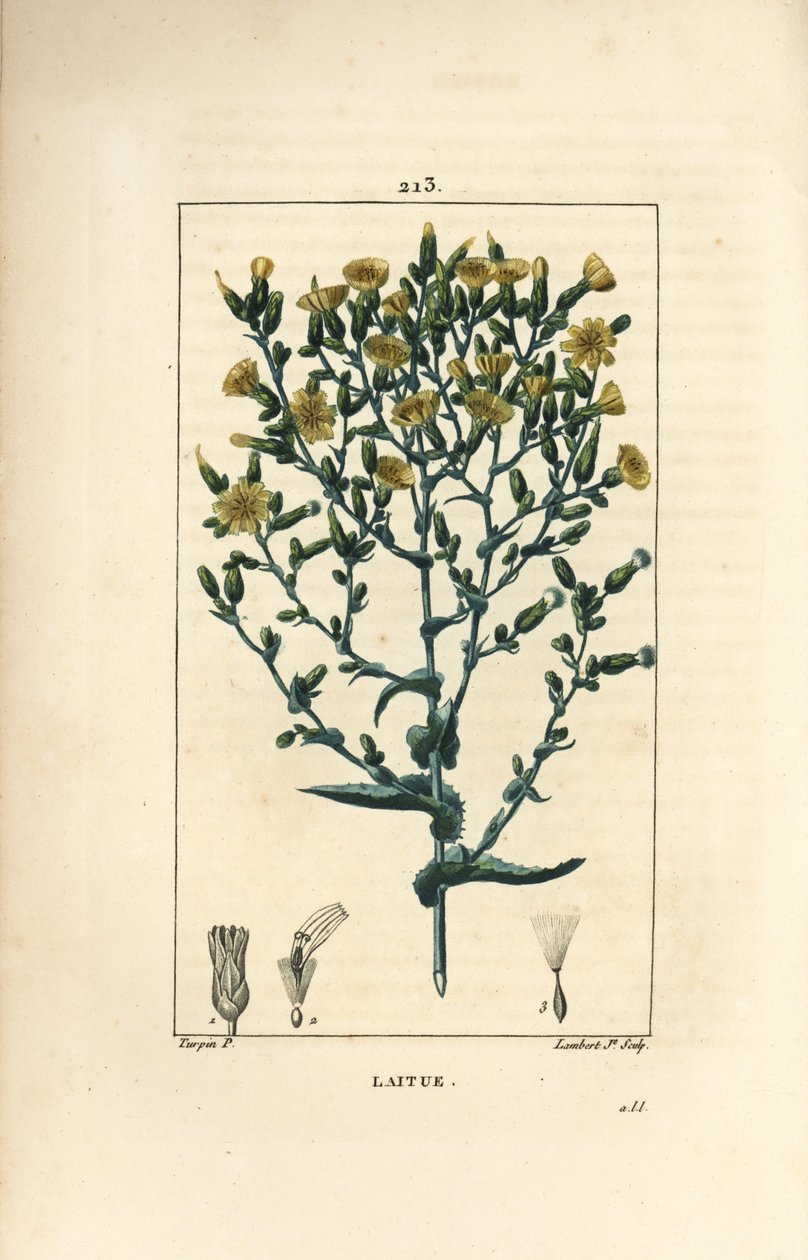 Marul - Marul, Lactuca sativa. Chaumeton, Poiret ve Chamberet