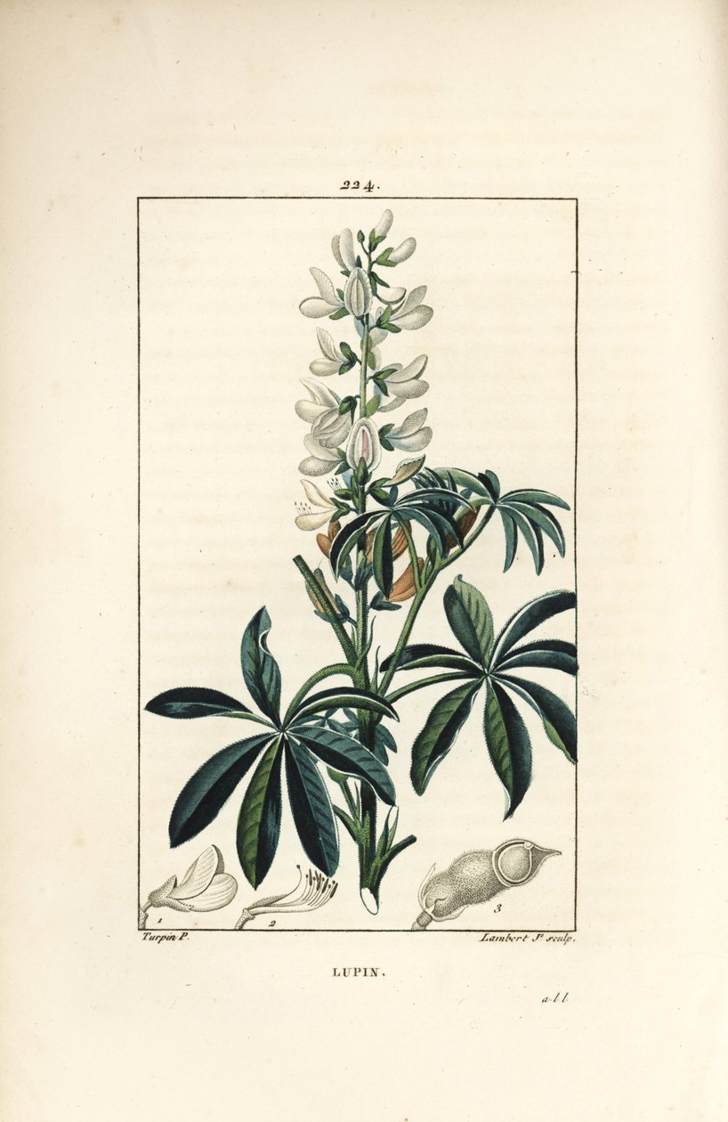Acı bakla - Beyaz acı bakla, Lupinus sativus. Chaumeton, Poiret ve Chamberet
