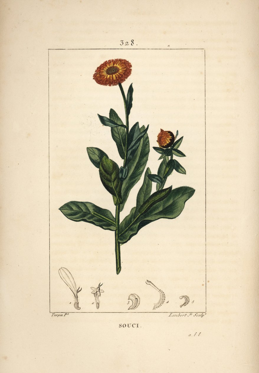 Kadife çiçeği, Calendula officinalis, çiçek, yaprak ve sap ile. Chaumeton, Poiret ve Chamberet