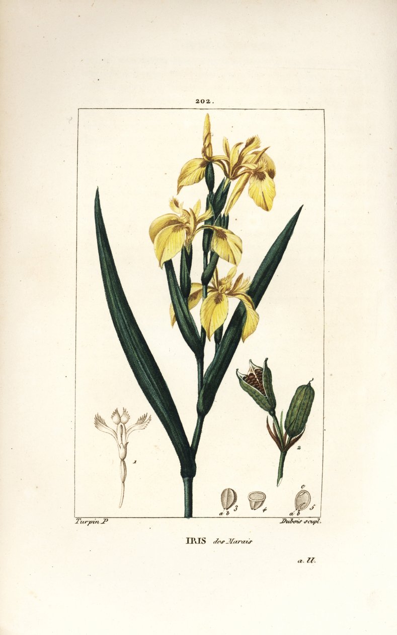 Bataklık İris veya Su Sarı İris - Sarı iris, İris palustris lutea, çiçek, yaprak ve tohum kabuğu. Chaumeton, Poiret ve Chamberet