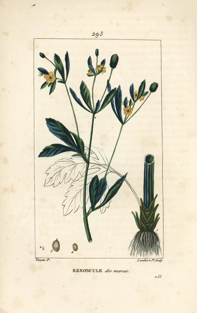 Bataklık caltha, bataklık popülasyonu veya su kadife çiçeği - Bataklık kadife çiçeği veya bataklık karga ayağı, Caltha palustris (Ranunculus palustris), çiçek, yaprak, sap, kök ve tohum ile. Pierre Jea'nın bir çiziminden Lambert Junior tarafından elle  by Pierre Jean Francois Turpin