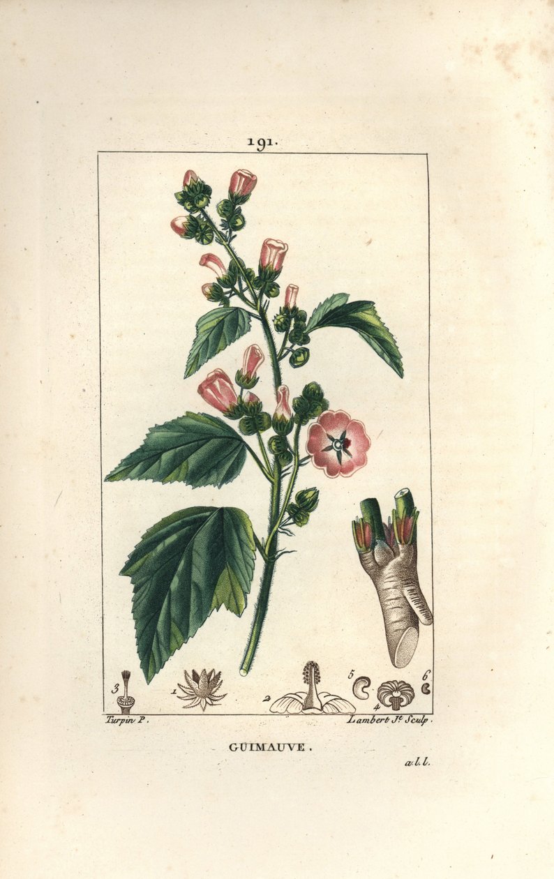 Hatmi, Yabani Hatmi veya Beyaz Ebegümeci - Marsh ebegümeci, Althaea officinalis. Chaumeton, Poiret ve Chamberet