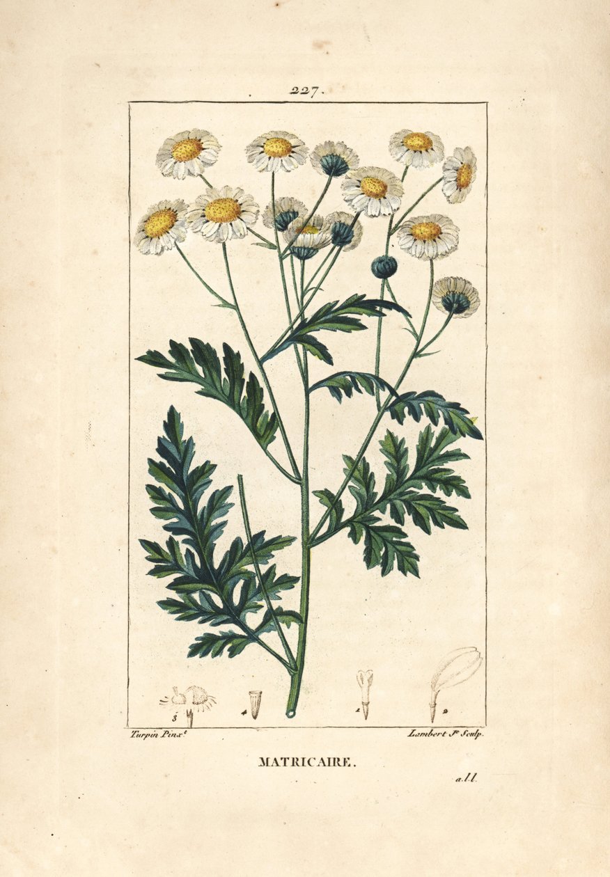Matricary - Feverfew, Matricaria vulgaris. Chaumeton, Poiret ve Chamberet