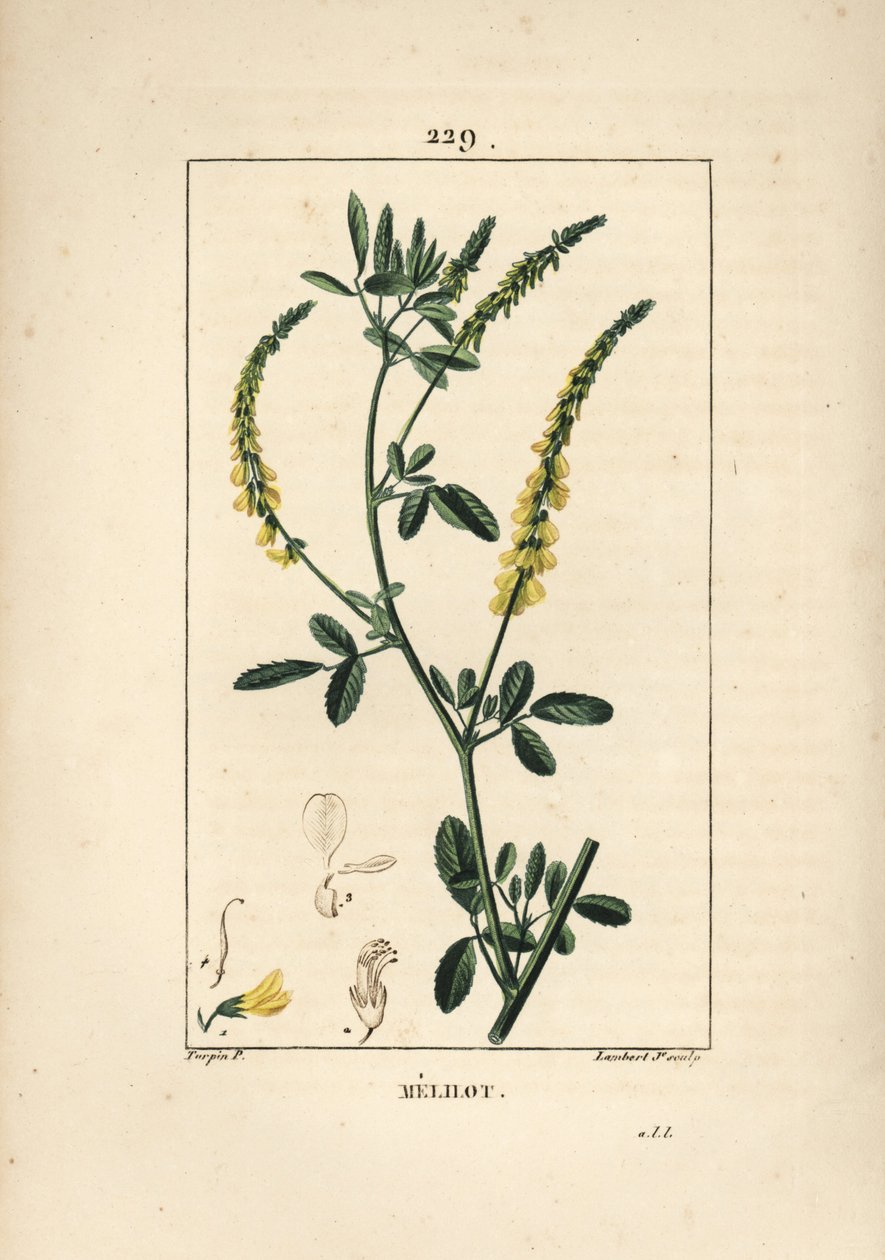 Melilot - Melilot yonca, Melitotus officinarum. Chaumeton, Poiret ve Chamberet