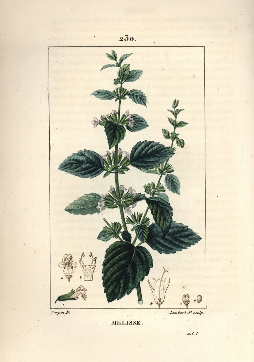 Melisse des jardins veya yetiştirilen melisse - Ortak balsam, Melissa hydrtensis. Chaumeton, Poiret ve Chamberet