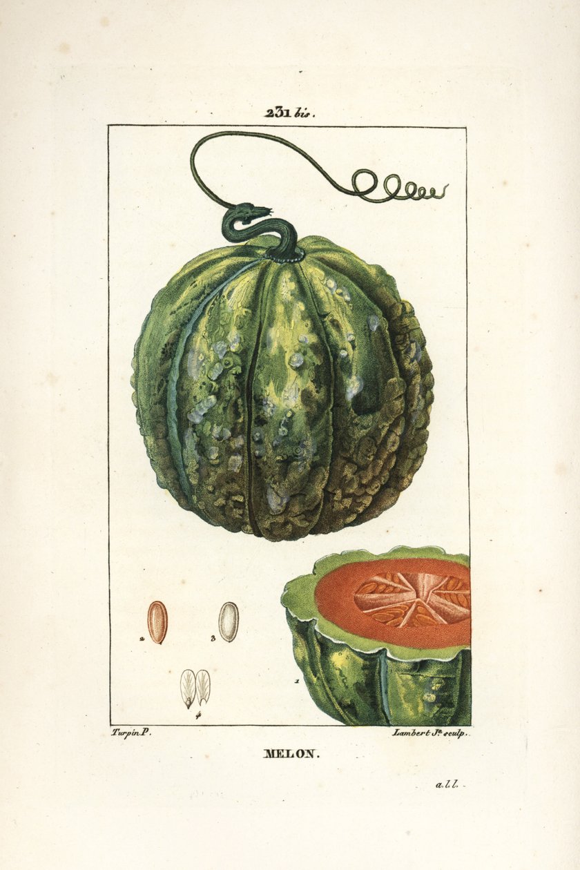 Kavun, meyve - Kavun, Cucumis melo, meyve bölümünde. Chaumeton, Poiret ve Chamberet