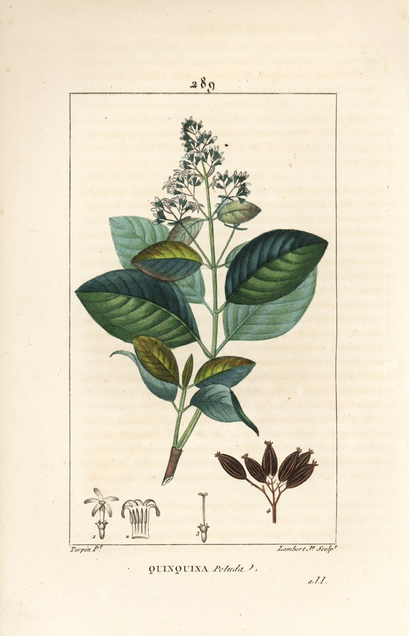 Michurago veya fruta de mono, Ladenbergia macrocarpa (Cinchona ovalifolia), çiçek, yaprak, sap ve tohum ile. Chaumeton, Poiret ve Chamberet