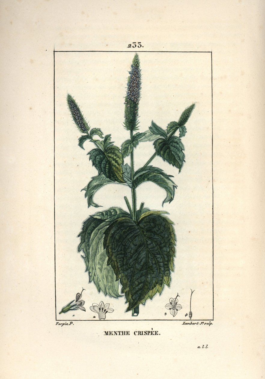 Nane gevreği, kıvırcık veya içi boş - Kıvrılmış nane, Mentha gevrek. Chaumeton, Poiret ve Chamberet