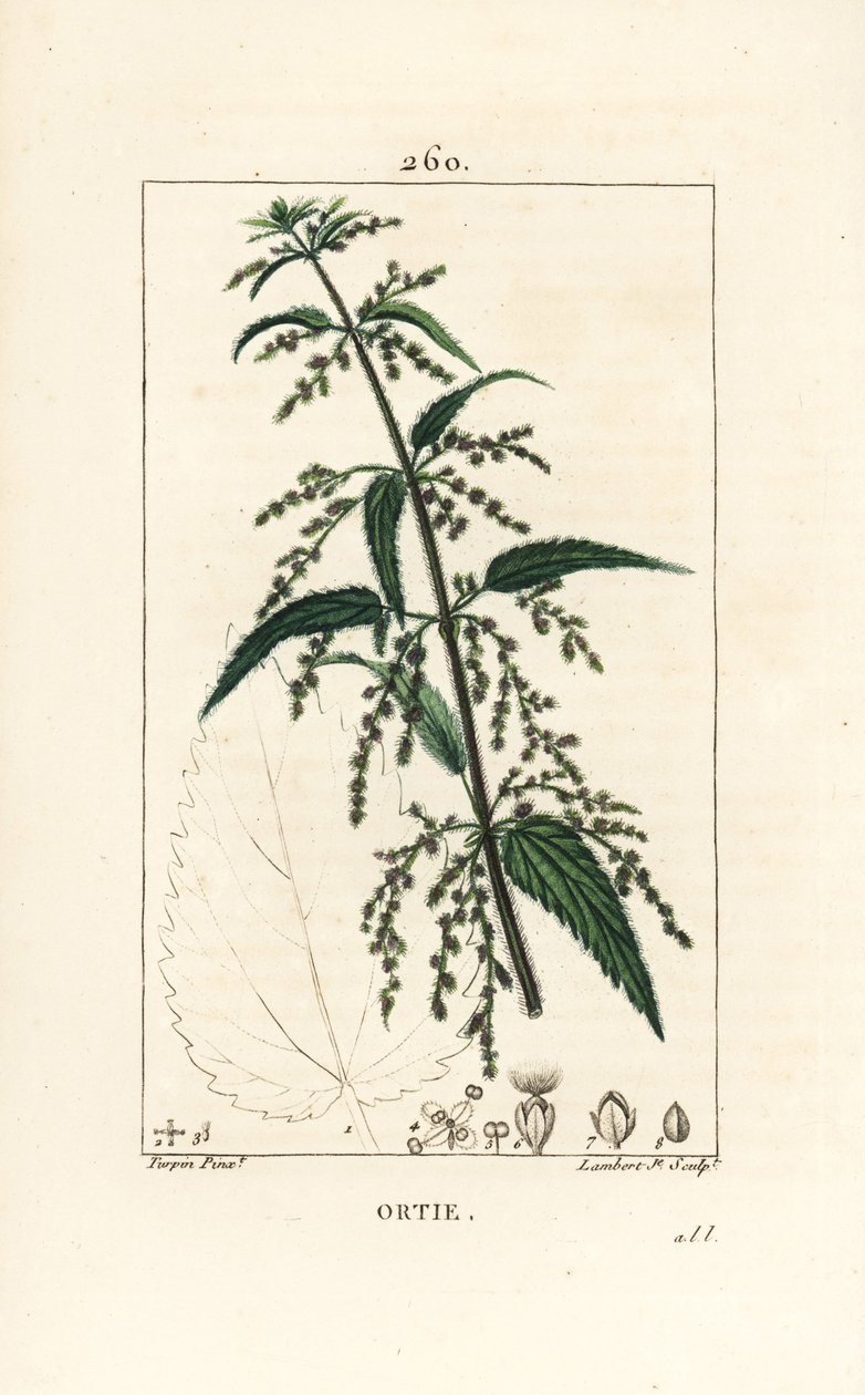 Isırgan - Ortak ısırgan otu, Urtica dioica, çiçek, tohum, sap ve yaprak anahatlı. Chaumeton, Poiret ve Chamberet