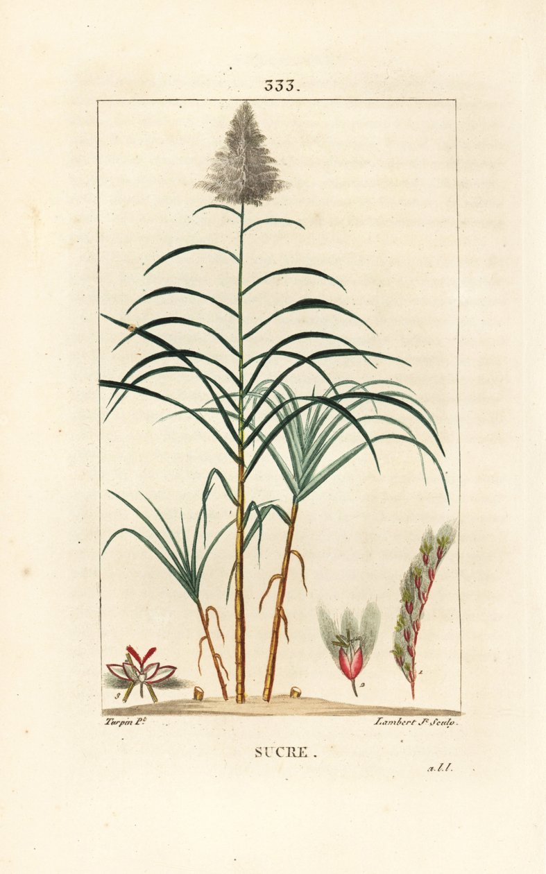 Asil kamış - Şeker kamışı, Saccharum officinarum. Chaumeton, Poiret ve Chamberet