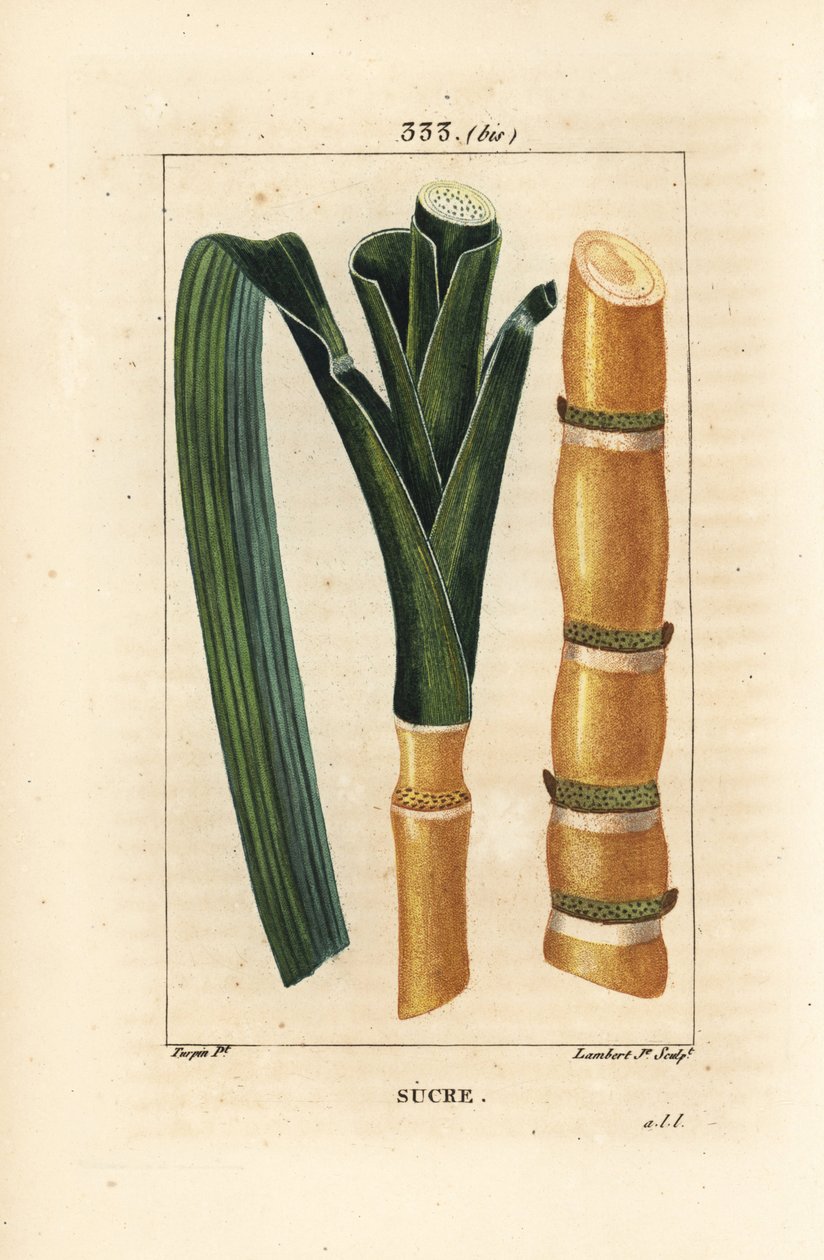 Asil kamış - Şeker kamışı, Saccharum officinarum, sap ve yaprak. Chaumeton, Poiret ve Chamberet