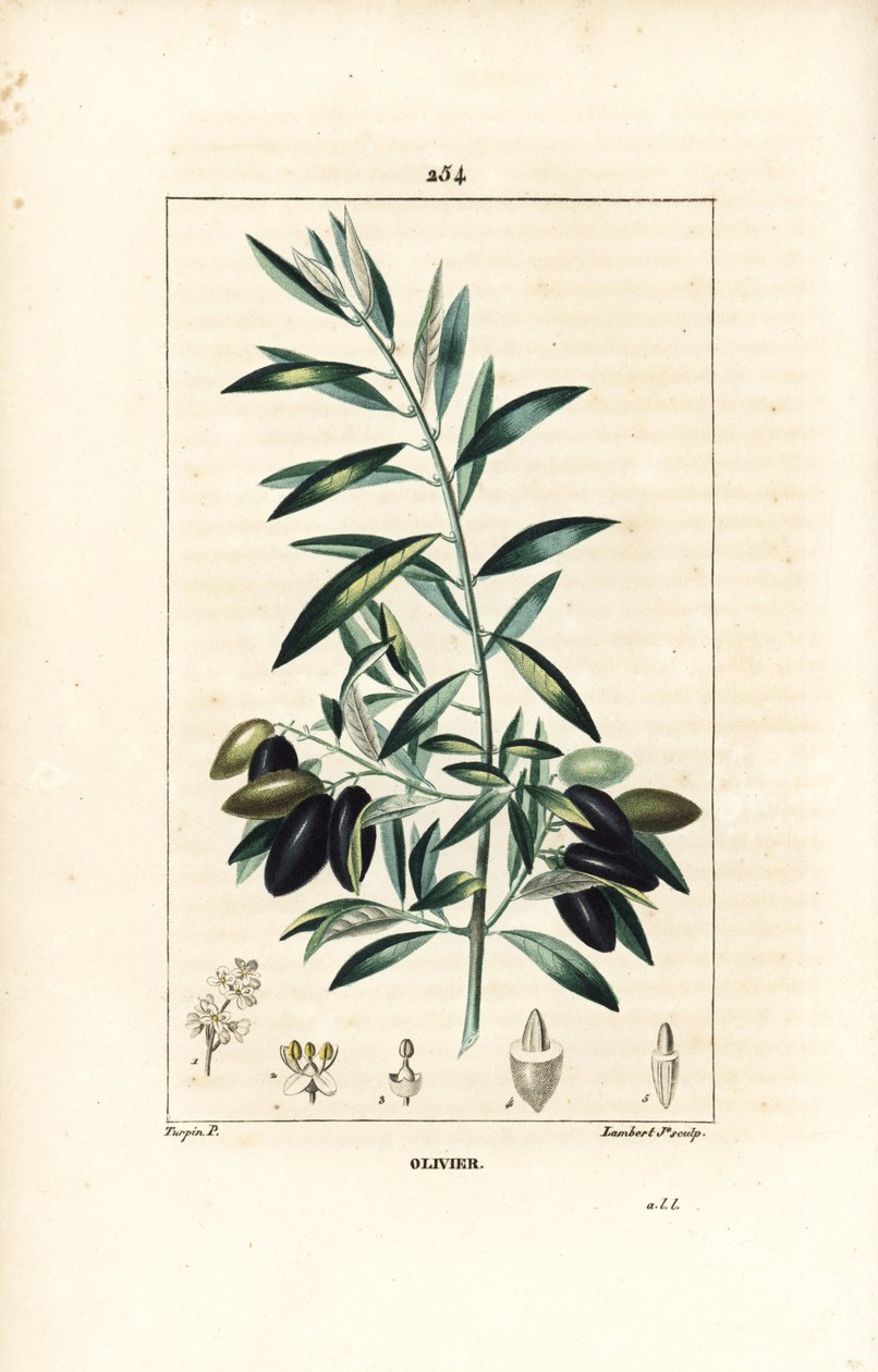 Olivier - Zeytin ağacı, Olea europaea, yaprak, dal, meyve ve tohum ile. Chaumeton, Poiret ve Chamberet