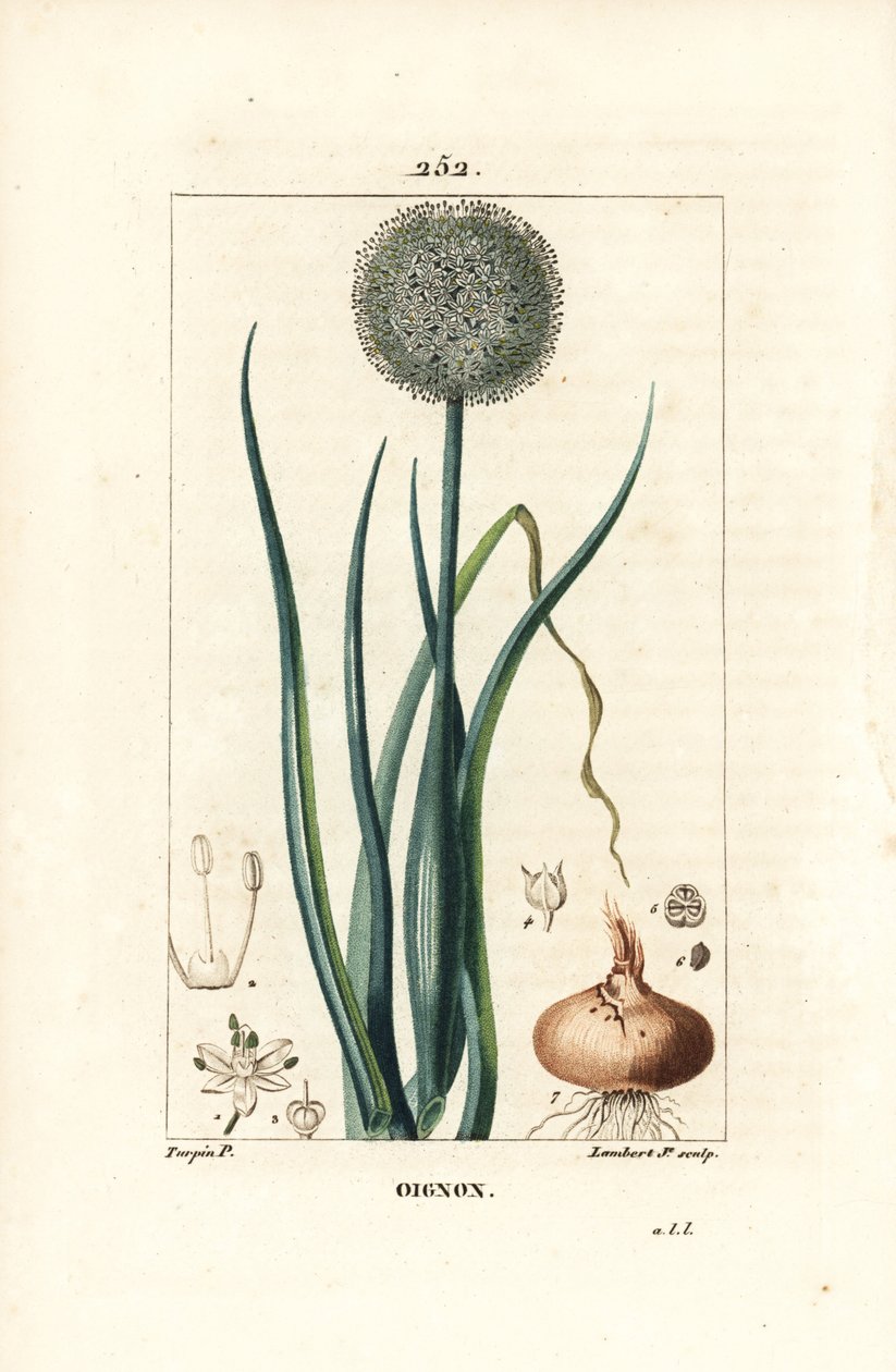 Soğan - Soğan, Allium cepa, çiçek, yaprak, soğan ve köklerle. Chaumeton, Poiret ve Chamberet