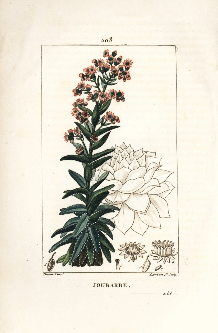 Orpin - Ortak houseleek, Sedum majus. Chaumeton, Poiret ve Chamberet