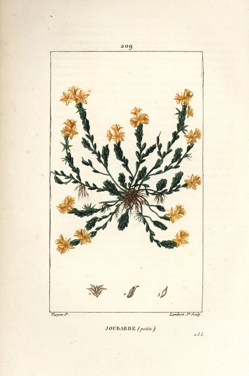 Orpin dönüm - Altın stonecrop, Sedum dönüm. Chaumeton, Poiret ve Chamberet
