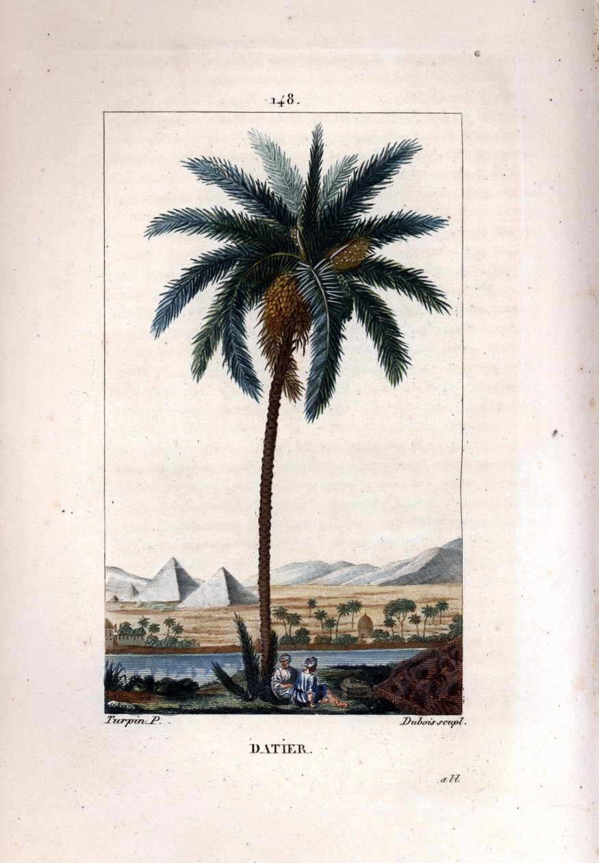 Hurma Hurma, Phoenix dactylifera, piramitler ve nehir ile manzaraya karşı meyve ve yaprak gösteriyor. Chaumeton