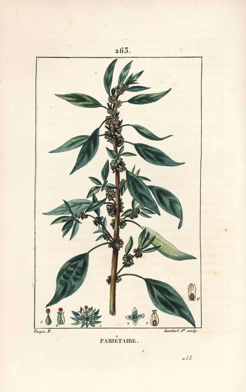 Parietaire officinale (veya Perce wallaille, Casse pierre, Espargoule, Gamberoussette) - Duvar pellitory, Parietaria officinalis, sap, yaprak, çiçek ve tohum ile. Pierre Jean-Fra