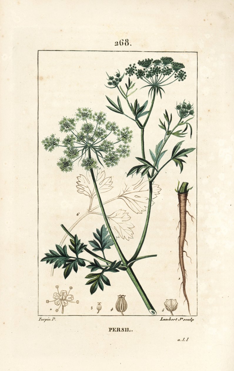 Maydanoz - Çiçek, yaprak, sap, kök ve tohum ile bahçe maydanozu, Petroselinum crispum. Chaumeton, Poiret ve Chamberet