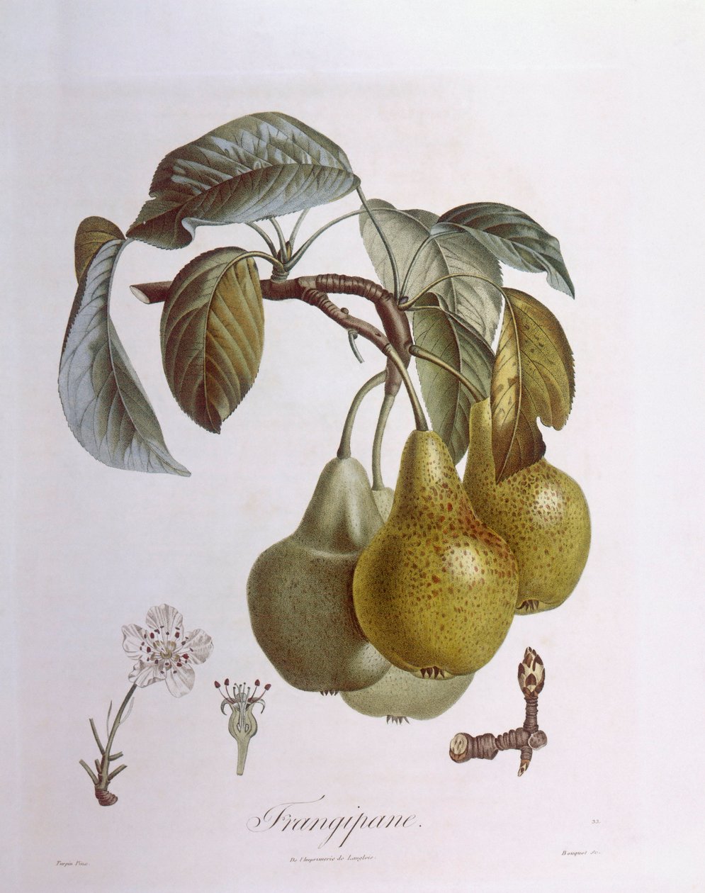 Armut, Henry Louis Duhamel du Monceau, botanik tabak by Pierre Jean Francois Turpin