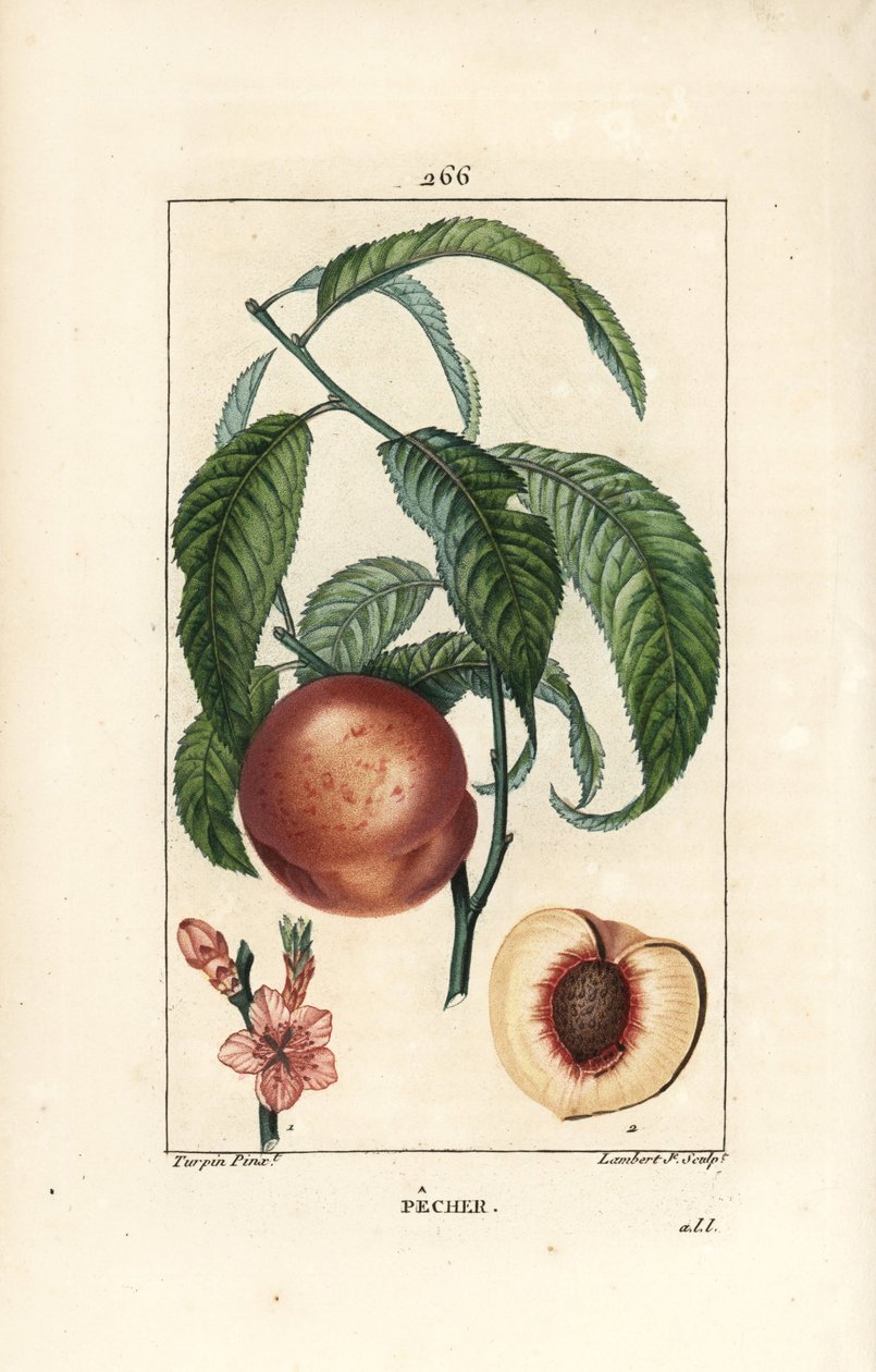 Pecher - Şeftali ağacı, Amygdalus persica, çiçek, yaprak, sap, olgun meyve ve tohumlu bölümde meyve. Chaumeton, Poiret ve Chamberet